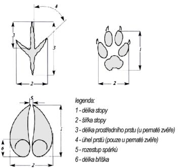 základní rozměry stop zvěře - klikněte pro zobrazení detailu