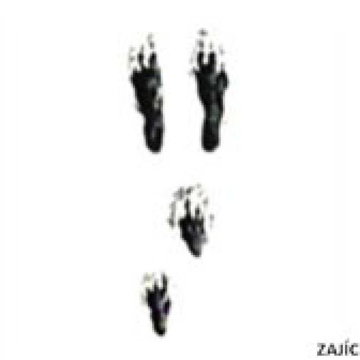 zobrazit detail snímku: Stopy zajíce