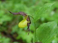 Naše orchideje Naše orchideje