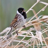 Strnad rákosní – Emberiza schoeniclus: Strnad rákosní je jedním ze 4 druhů strnadů,…