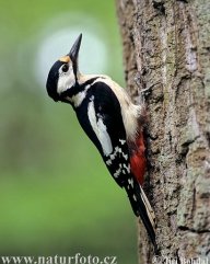 Strakapoud velký - Picoides (Dendrocopos) major: Již časně zjara naplňuje naše lesy jasný zvuk…