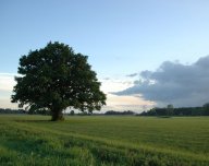Kácení stromů povoleno: Od dnešního dne je vyhláškou MŽP 'o ochraně…