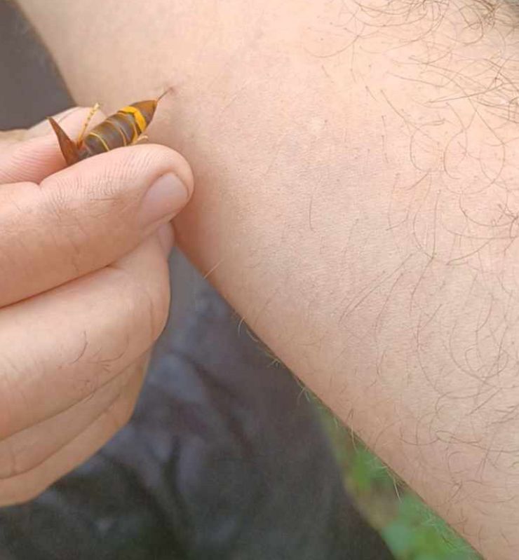 zobrazit detail snímku: Bodnutí sršní asijskou