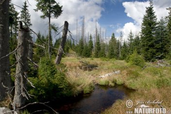 Šumava - klikněte pro zobrazení detailu