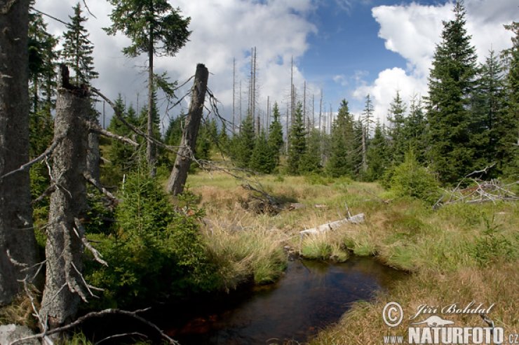 zobrazit detail snímku: Šumava