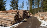 Kácení stromů ma Šumavě je podle ministra nutné, ale jen za určitých podmínek : Rozhodnutí ministra životního prostředí...