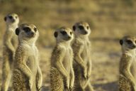 Surikaty se vrací -  Surikatí království 3 na Animal planet: Praha, 28. sprna 2007 - Není to tak dlouho, co se…