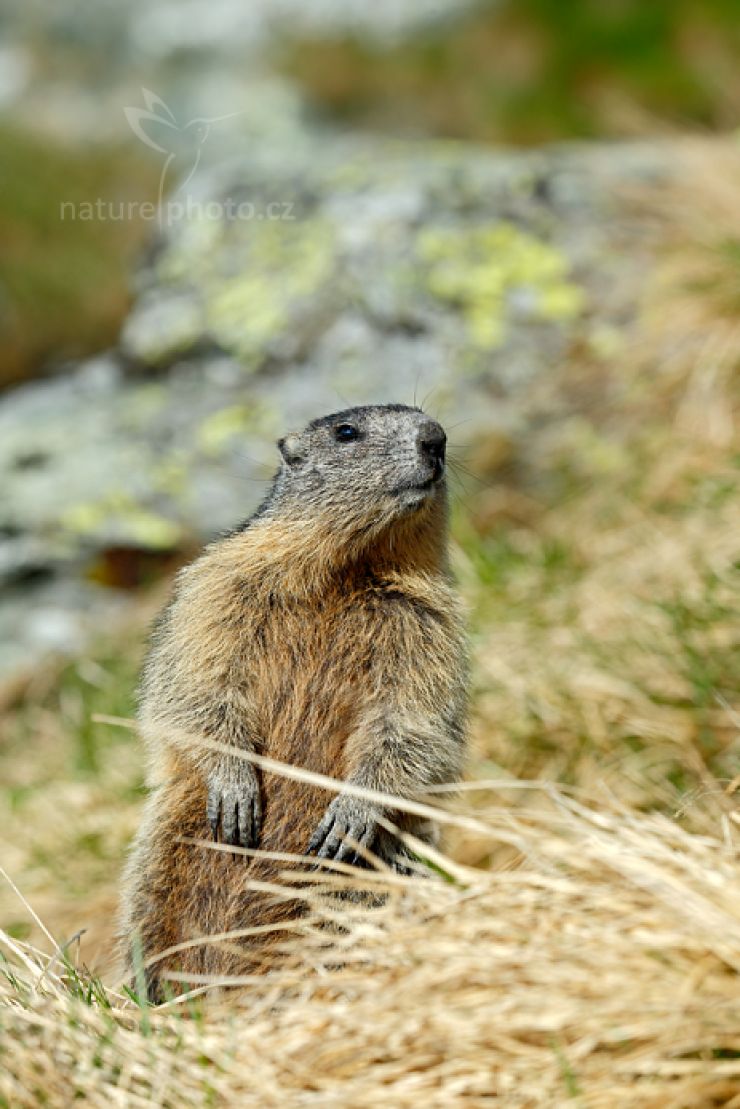zobrazit detail snímku: Svišť horský