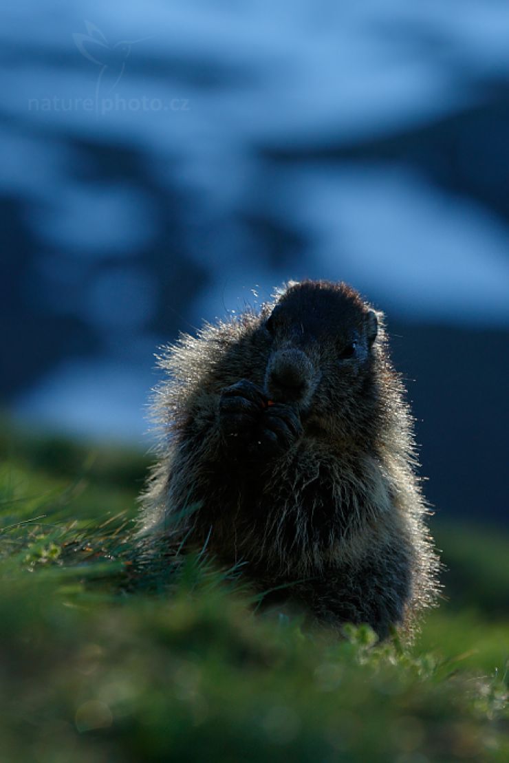 zobrazit detail snímku: Svišť horský