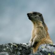 Na Hromnice, na Den sviště