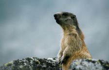 Na Hromnice, na Den sviště, hezky ať je příště