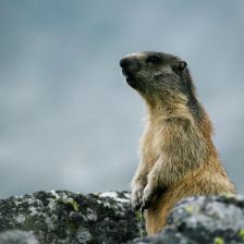 Na Hromnice, na Den sviště, hezky ať je příště Na Hromnice, na Den sviště, hezky ať je příště