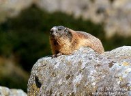 Svišť horský - Marmota marmota: Sviště si každý značně oblíbil pro jeho…