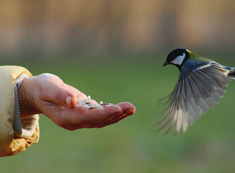 Sýkora koňadra (Parus major). - klikněte pro zobrazení detailu