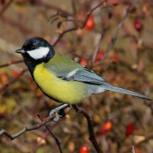 Sýkora koňadra (Parus major).