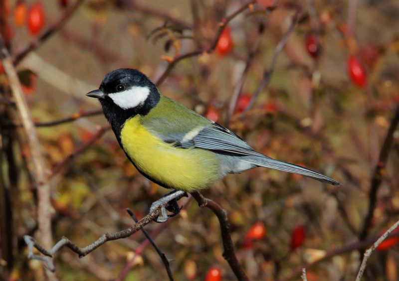 Sýkora koňadra (Parus major). - klikněte pro zobrazení detailu