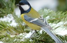 Jak sýkora nebo lejsek přichází o potravu pro mláďata