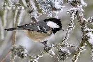 Ptáci na krmítku Ptáci na krmítku