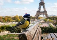 Hlučná města naučila ptáky „křičet“. Ztiší se, když se ztiší i města?: Říkáte si někdy po ránu: „Ti ptáci dnes ale křičí!…