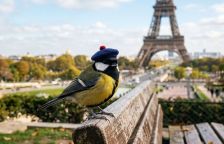 Hlučná města naučila ptáky „křičet“. Ztiší se, když se ztiší i města?