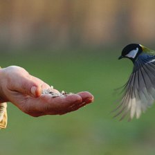 Sýkora koňadra (Parus major).