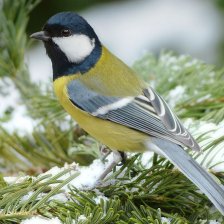 Sýkora koňadra (Parus major).