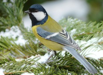 Sýkora koňadra (Parus major). - klikněte pro zobrazení detailu