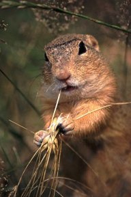 Sysel obecný - Citellus citellus: Hlodavec, který nesyslí.