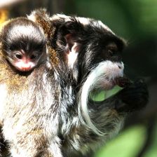 Tamarin vousatý s otcem