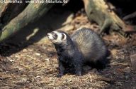 Tchoř tmavý - Mustela putorius: Tchoř tmavý je samotářský noční lovec. Dnes…