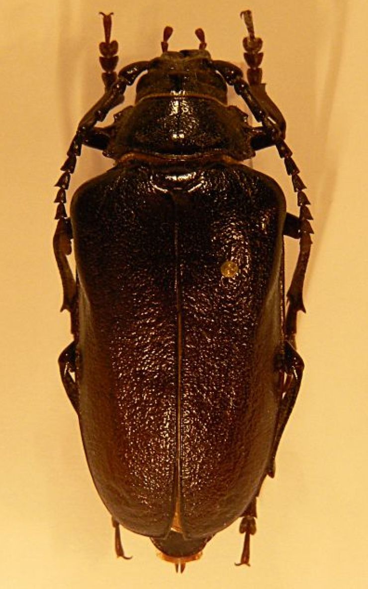 zobrazit detail snímku: Tesařík piluna