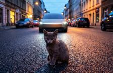 Proč mohou šedá koťata vystavit stopku robotickým taxi Tesla Cybercab?
