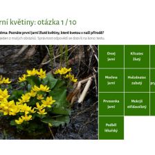 Test žluté jarní květiny 2