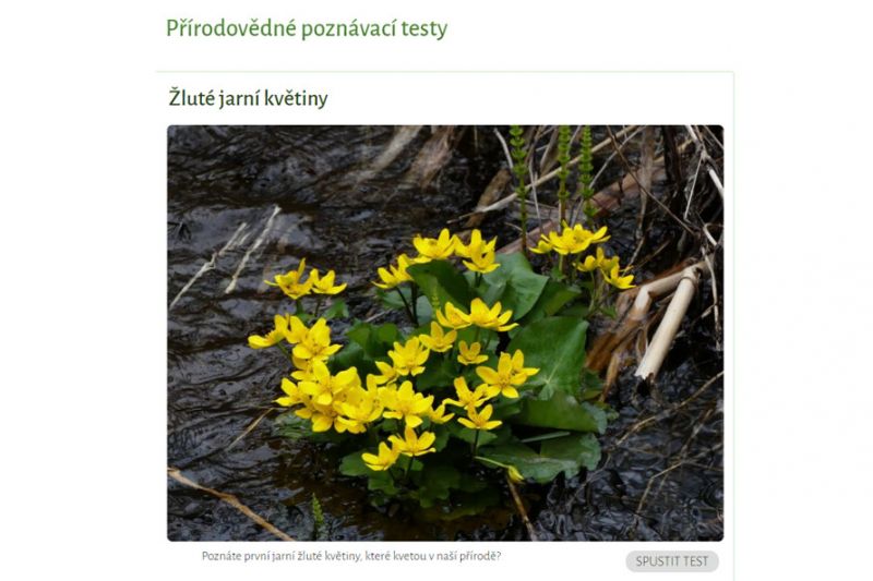 Test žluté jarní květiny 1 - klikněte pro zobrazení detailu