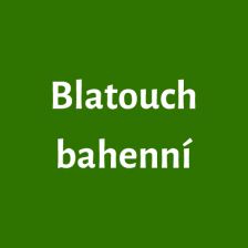 Blatouch bahenní