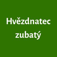Hvězdnatec zubatý