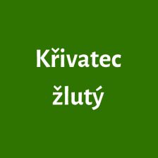 Křivatec žlutý