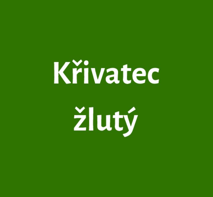 zobrazit detail snímku: Křivatec žlutý
