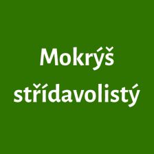 Mokrýš střídavolistý