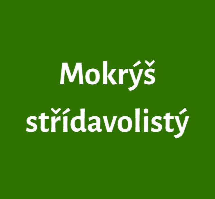 zobrazit detail snímku: Mokrýš střídavolistý