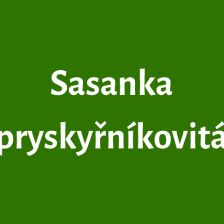 Sasanka pryskyřníkovitá