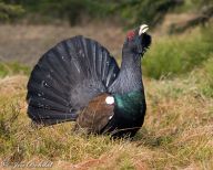 Projekt Fauna Krkonoš přinesl zajímavé objevy: Dnešní závěrečnou konferencí byl ukončen…