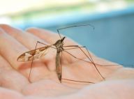 Tiplice obrovská - neškodný obří „komár“, který vám nebude chtít vysát žádnou krev: Je smutný (ale pochopitelný) osud komárů, že je…