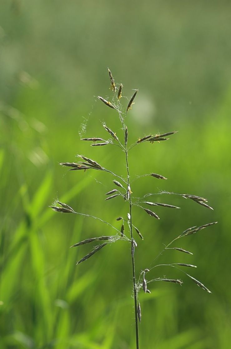 zobrazit detail snímku: Psineček