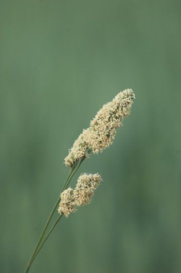 Srha říznačka - klikněte pro zobrazení detailu