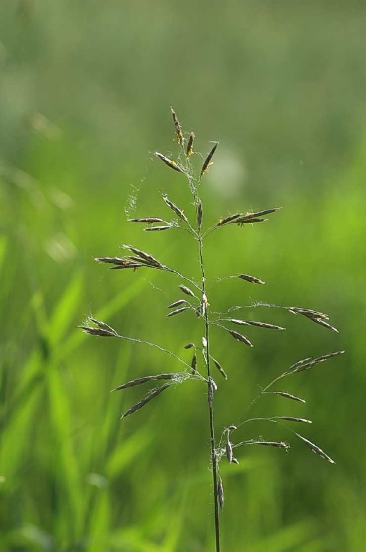zobrazit detail snímku: Psineček