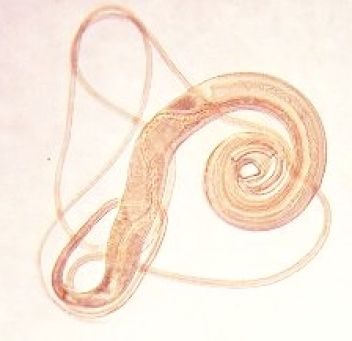 Tenkohlavec liščí (Trichuris vulpis) - klikněte pro zobrazení detailu