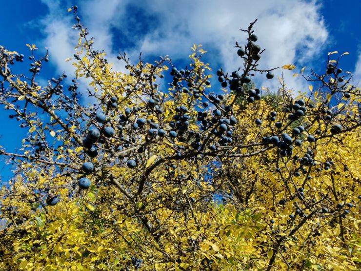 zobrazit detail snímku: Keř trnky obecné