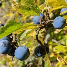 větvička trnky obecné