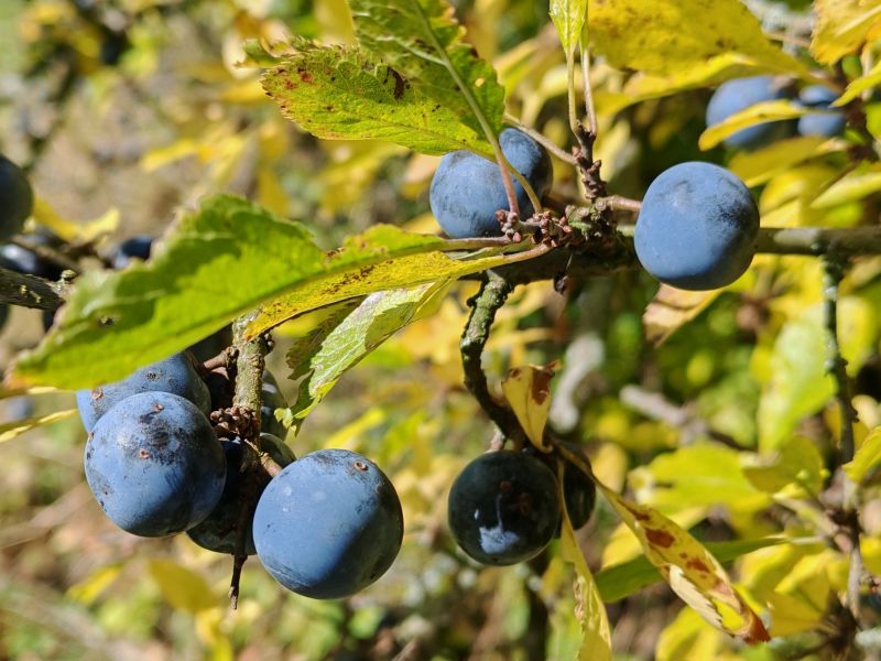 větvička trnky obecné - klikněte pro zobrazení detailu větvička trnky obecné - klikněte pro zobrazení detailu